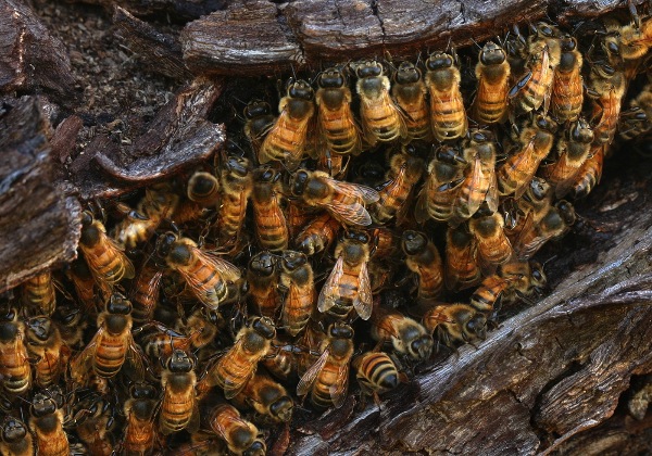 australia_jacqueline-hammer-afiap-faps_bees-nest_digital-nature_highly-commended