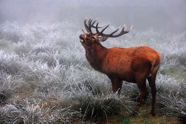 belgium_rene-van-echelpoel_red-deer-in-the-fog_digital-nature_highly-commended