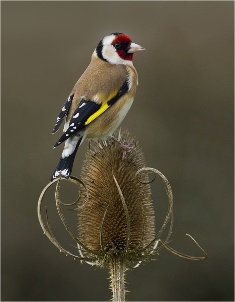 england_brian-eacock-arps_goldfinch_digital-nature_highly-commended