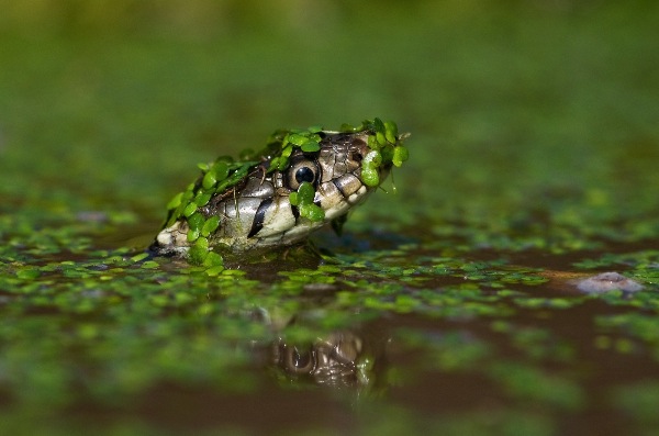england_jonathan-bowcutt-efiap-bpe2_grass-snake-swimming-in-pond_digital-nature_wpf-medal