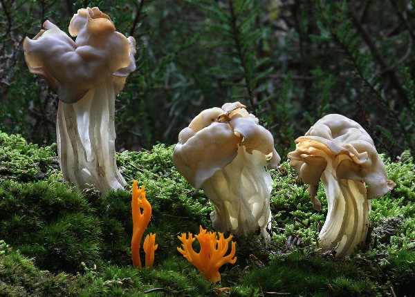 england_pete-norwood-mpagb_candle-wax-stag-horn-fungi_digital-nature_highly-commended