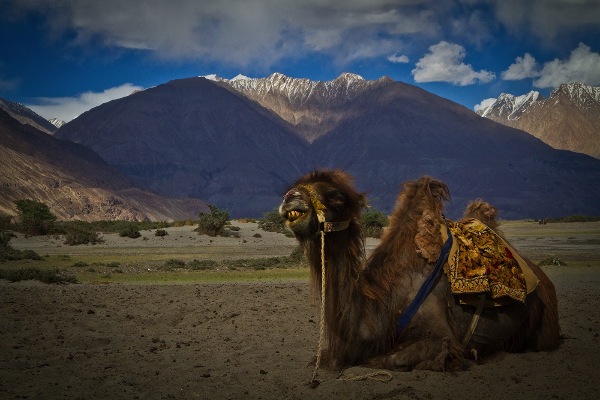 india_kuntal-paul-lrps_double-hump-camel-of-hunder-valley_digital-phototravel_commended
