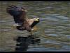 england_adrian-lines-arps-efiap-dpagb-bpe5_white-tailed-sea-eagle_digital-nature_highly-commended