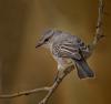 england_fred-price-dpagb-bpe3-efiap_african-grey-flycatcher_digital-nature_highly-commended