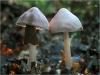 england_jane-rees-lrps_lilac-mycena_digital-nature_commended