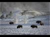 england_john-chamberlin-frps-mfiap_winter-in-yellowstone_digital-phototravel_commended