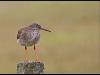 england_neil-malton-dpagb_redshank-in-rain_digital-nature_highly-commended