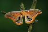 england_paul-keene-frps-efiapp-mpagb_oak-silkmoth_digital-nature_highly-commended