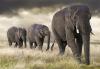 netherlands_marcel-van-balken-efiapg-epsa_elephant-parade_digital-nature_commended