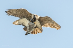 Emma-Woodhouse_RPC_Peregrine-Falcon-and-Prey
