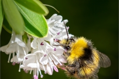 Lin-Wyles-LRPS-CPAGB-BPE1_Hay-Camera-Club_Male-Early-Bumblebee