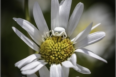 Michael-Baker-AFIAP_Vale-Photographic-Club_Crab-Spider-White-on-White