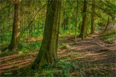Nigel-Goode-LRPS-EFIAP_Cwmbran-Photographic-Society_Dawn-in-the-Woods