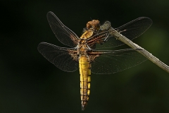 Susan-Carter-ARPS_Monmouth-Photographic-Club_Female-Broad-Bodied-Chaser