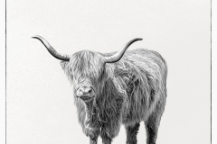 Suzanne-Slee_Afan-Nedd-Camera-Club_Scottish-Cattle-in-Baglan