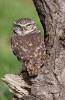1-little owl-Tommy Evans.jpg