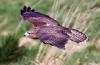 11-buzzard in flight-Tommy Evans.jpg