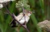 5-Reed Warbler Feeding-Tommy Evans.jpg