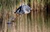 8-grey heron takeoff-Tommy Evans.jpg