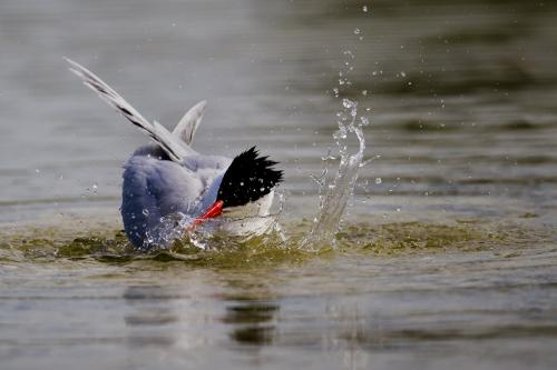 Caspian Tern Splash.jpg