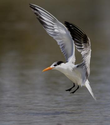 Royal Tern Landing.jpg