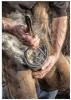 05-A-Day-in-The-Life-of-a-Farrier