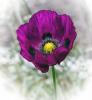 5 Opium Poppy.jpg