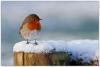09_Robin in snow.jpg