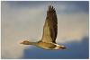 10_Greylag goose in flight.jpg