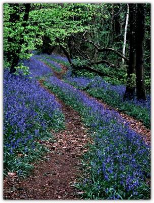08 Path Through the Bluebell Wood.jpg
