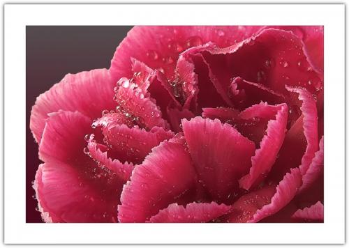 RED CARNATION WITH WATER DROPS.jpg