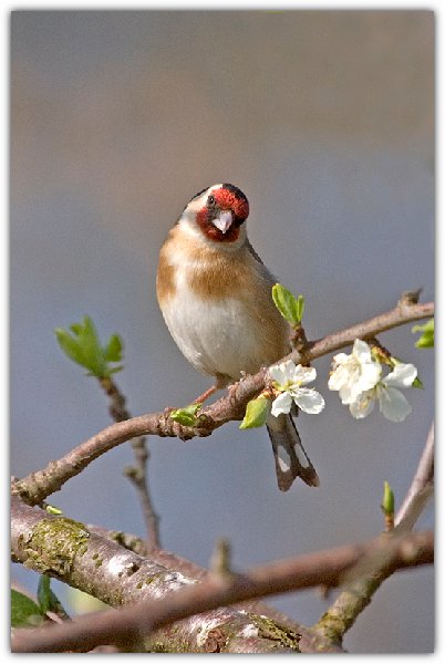 goldfinch..jpg