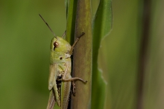 1.-Meadow-Grasshopper_-