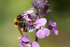 9.-Garden-Bumblebee_-