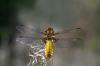 02-broad-bodied-chaser-female-2