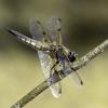 07-four-spotted-chaser-1