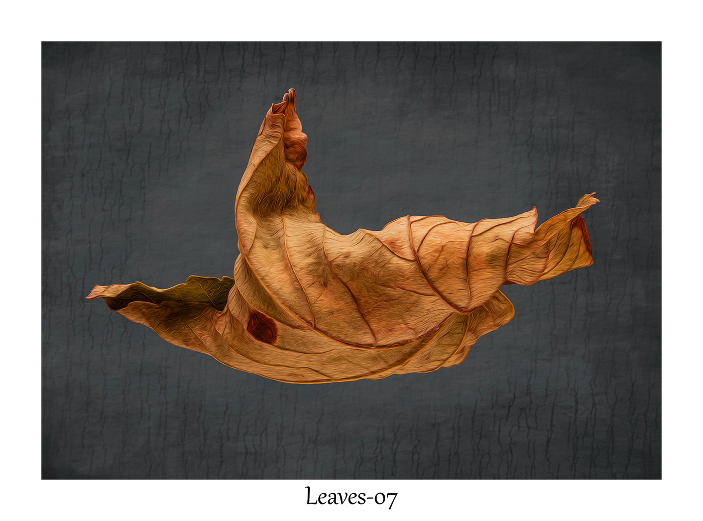 Leaves-07