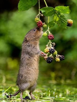203-Baby-Water-vole-reaching-for-blackberries.jpg