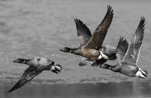 308-Brent-geese.jpg