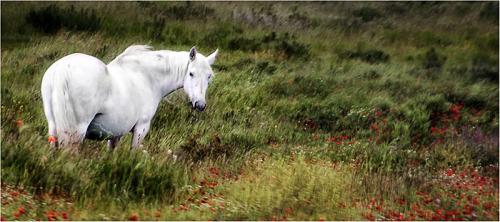 405-White-Horse.jpg