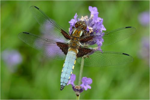 412-Broad-bodied-Chaser.jpg