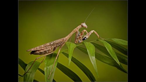 426-Praying-Mantis-Cleaning-Antenna.jpg