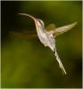 109-Hermit-Hummingbird.jpg
