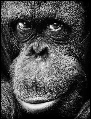 138 Orangutang (u looking at me).jpg