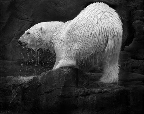 222 Polar_Bear_.jpg