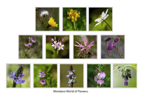 awpf-panel-miniature-world-of-flowers
