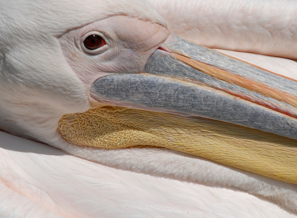 161ay-close-up-on-a-pelican