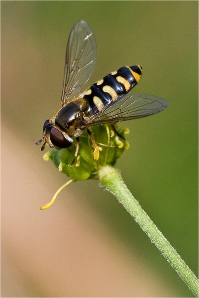 225be-hover-fly