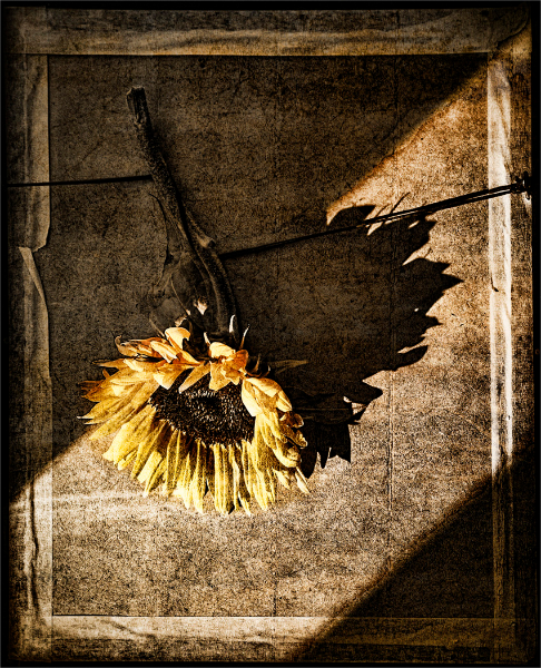 90am-sunflower-frame
