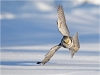 103am-hawk-owl-in-flight